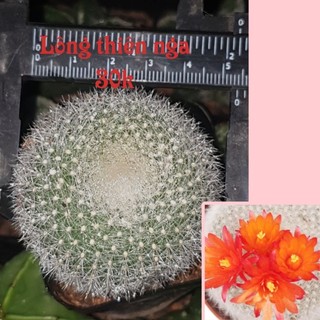 Xương rồng lông thiên nga 5cm