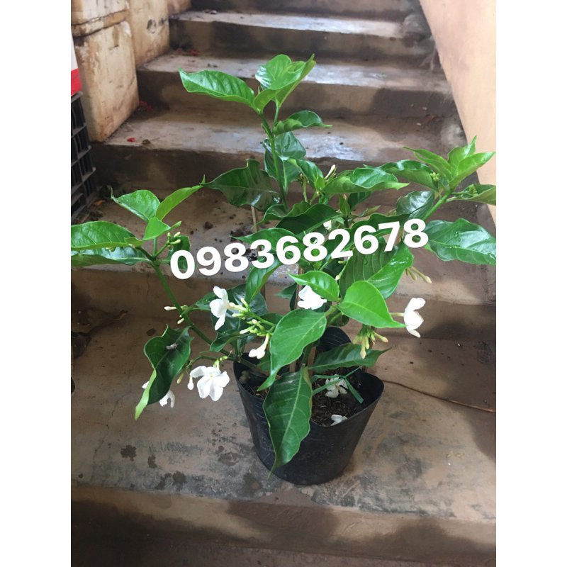 cây giống nhài tây