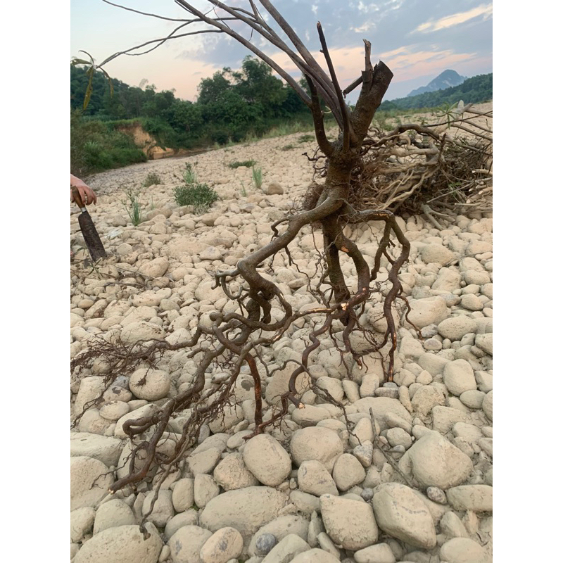 Cây thủy sinh, cây rù rì setup bể cá  ib xem hình trước khi gửi