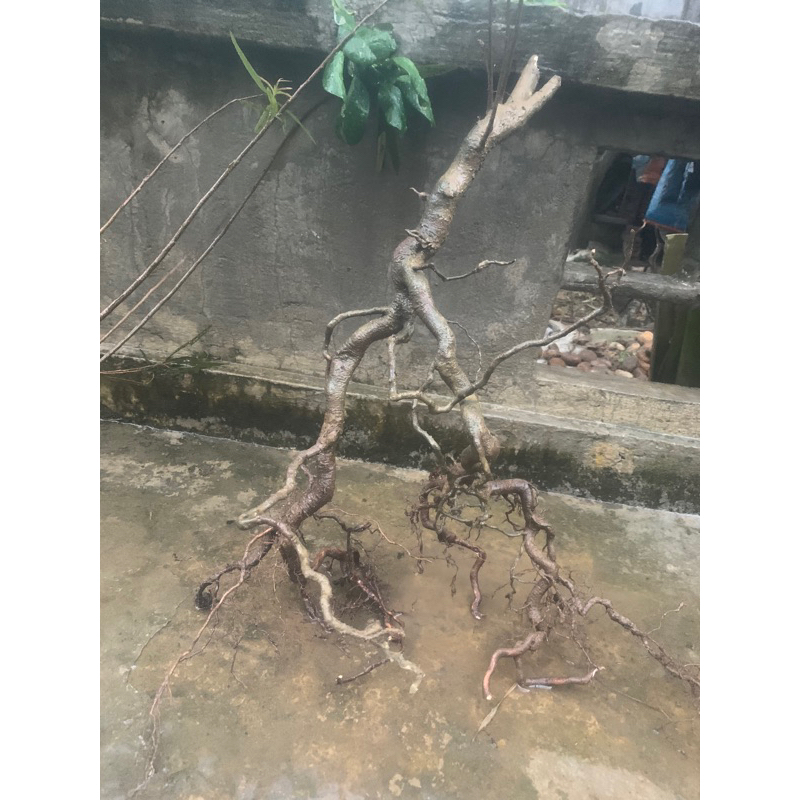 Cây thủy sinh, cây rù rì setup bể cá  ib xem hình trước khi gửi