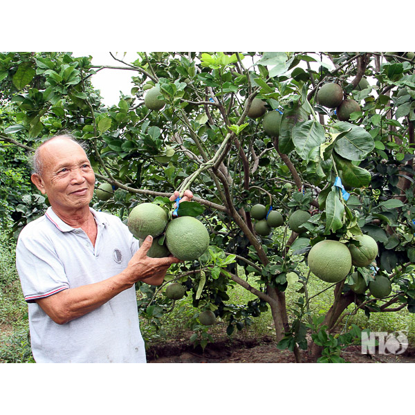 Cây giống bưởi da xanh ruột đỏ chất lượng cao HVNN, cây giống khỏe, năng suất cao, ít sâu bệnh sớm cho trái