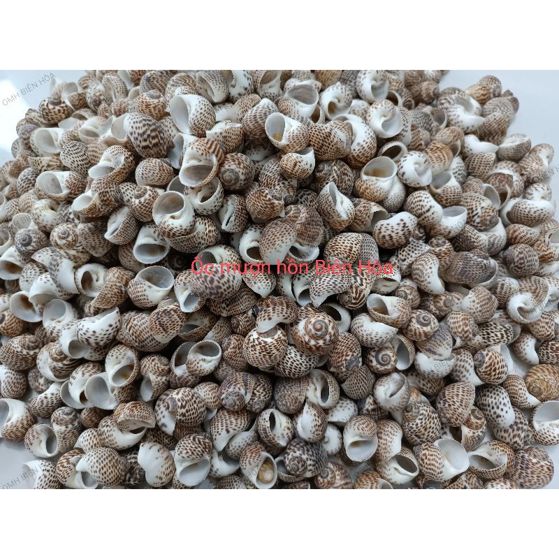 Mua 10 tặng 2 vỏ Baby. OMH BIÊN HÒA