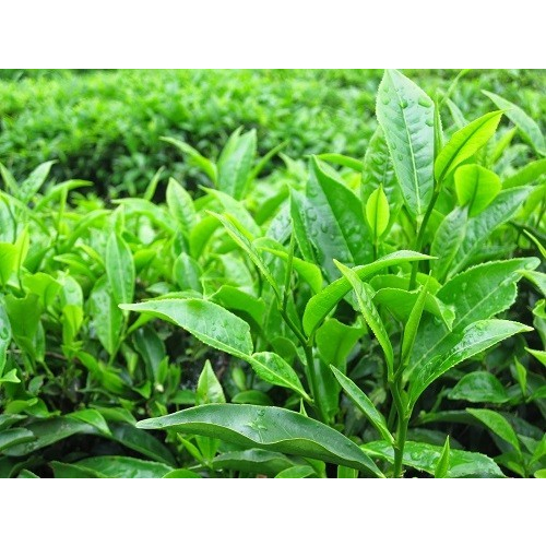 Cây chè xanh  hàng chuẩn đem lại hương vị trà thơm ngon chất lương cao