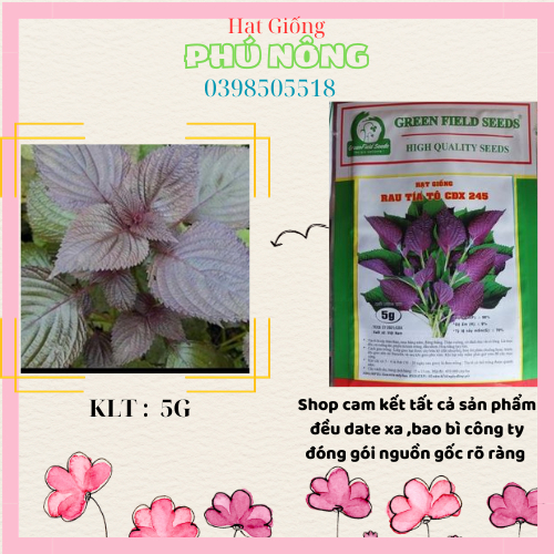 Hạt giống tía tô cánh đồng xanh 5g