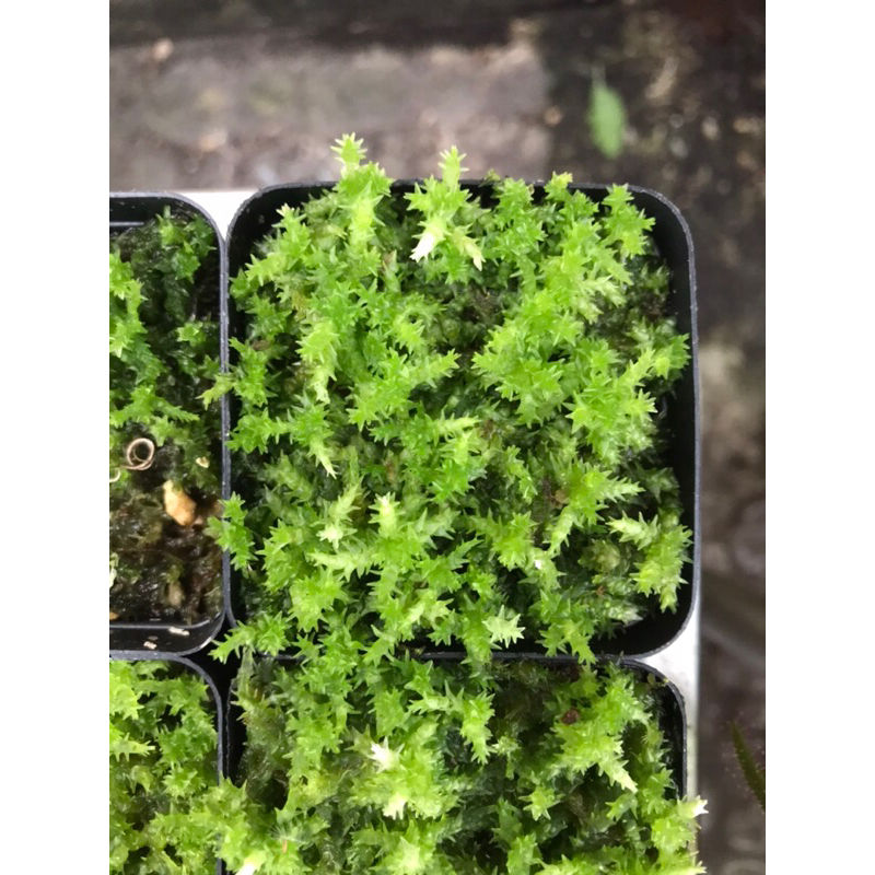 Dớn sống - Live Sphagnum Moss