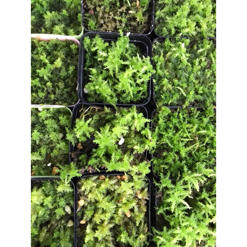Dớn sống - Live Sphagnum Moss
