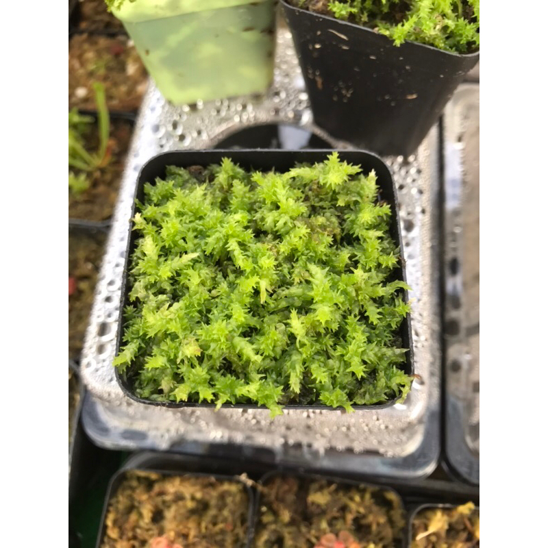 Dớn sống - Live Sphagnum Moss