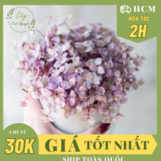 [CHỈ GIAO MIỀN NAM] GIỐNG CÂY PINK LADY THÀI LÀI TÍM ,(cao 10cm), cây cảnh decor, cây trang trí.