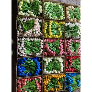 Hoa tulip caosu đủ màu
