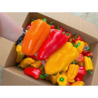 FREESHIP + BẢO HÀNH - ỚT BABY giòn ngọt không cay tặng kèm muối, BAO CÂN ĐỦ - Hana Farm