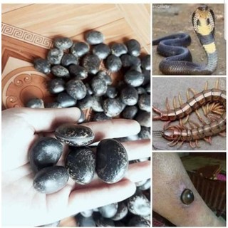 hạt đậu lào 10 hạt