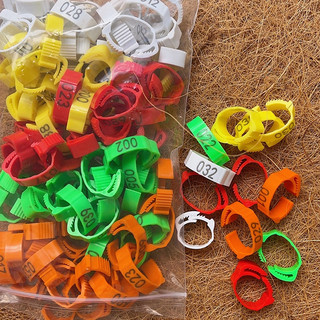 Set 100 vòng đeo chân gà kỹ thuật số có thể điều chỉnh kích cỡ cho gà đa màu