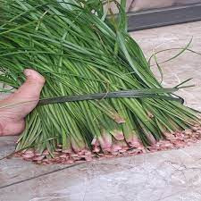 Cây giốNg thắng cố chuẩn vị, lá thắng cố tươi, lá khô, cây ươm sẵn trong bầu khỏe mạnh