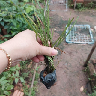 Cây giốNg thắng cố chuẩn vị, lá thắng cố tươi, lá khô, cây ươm sẵn trong bầu khỏe mạnh