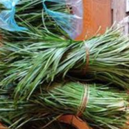 Cây giốNg thắng cố chuẩn vị, lá thắng cố tươi, lá khô, cây ươm sẵn trong bầu khỏe mạnh