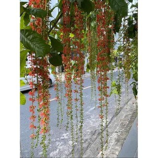 Cây 🌲 Lộc Vừng đỏ  cao 1m6 ( đang hoa)