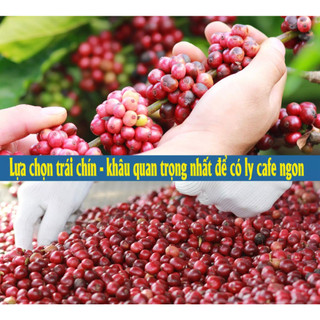 Cà phê hạt nguyên chất,Rang Mộc 100% ROBUSTA (500G )