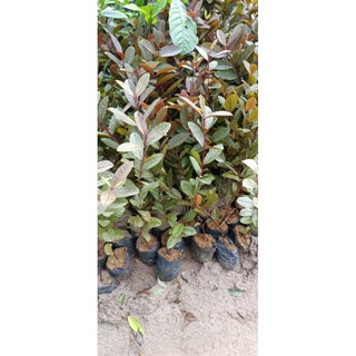 cây giống ổi tím