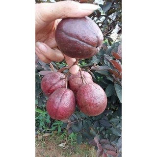 cây giống ổi tím
