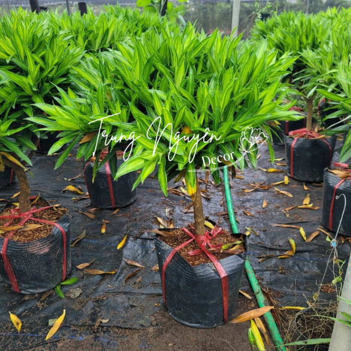 Cây trúc bách hợp cao 70-80cm trồng trong nhà, văn phòng,...