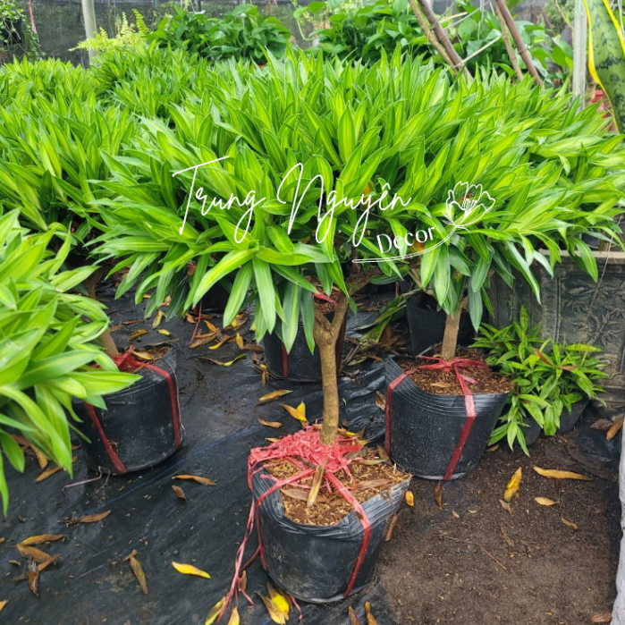 Cây trúc bách hợp cao 70-80cm trồng trong nhà, văn phòng,...