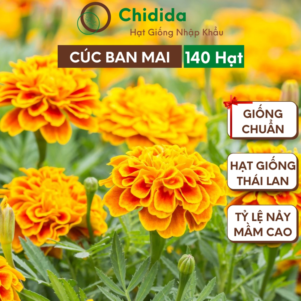 Hạt giống hoa vạn thọ pháp Chidida giống vạn thọ ban mai Thái Lan dễ trồng tỷ lệ nảy mầm cao gói 40 hạt