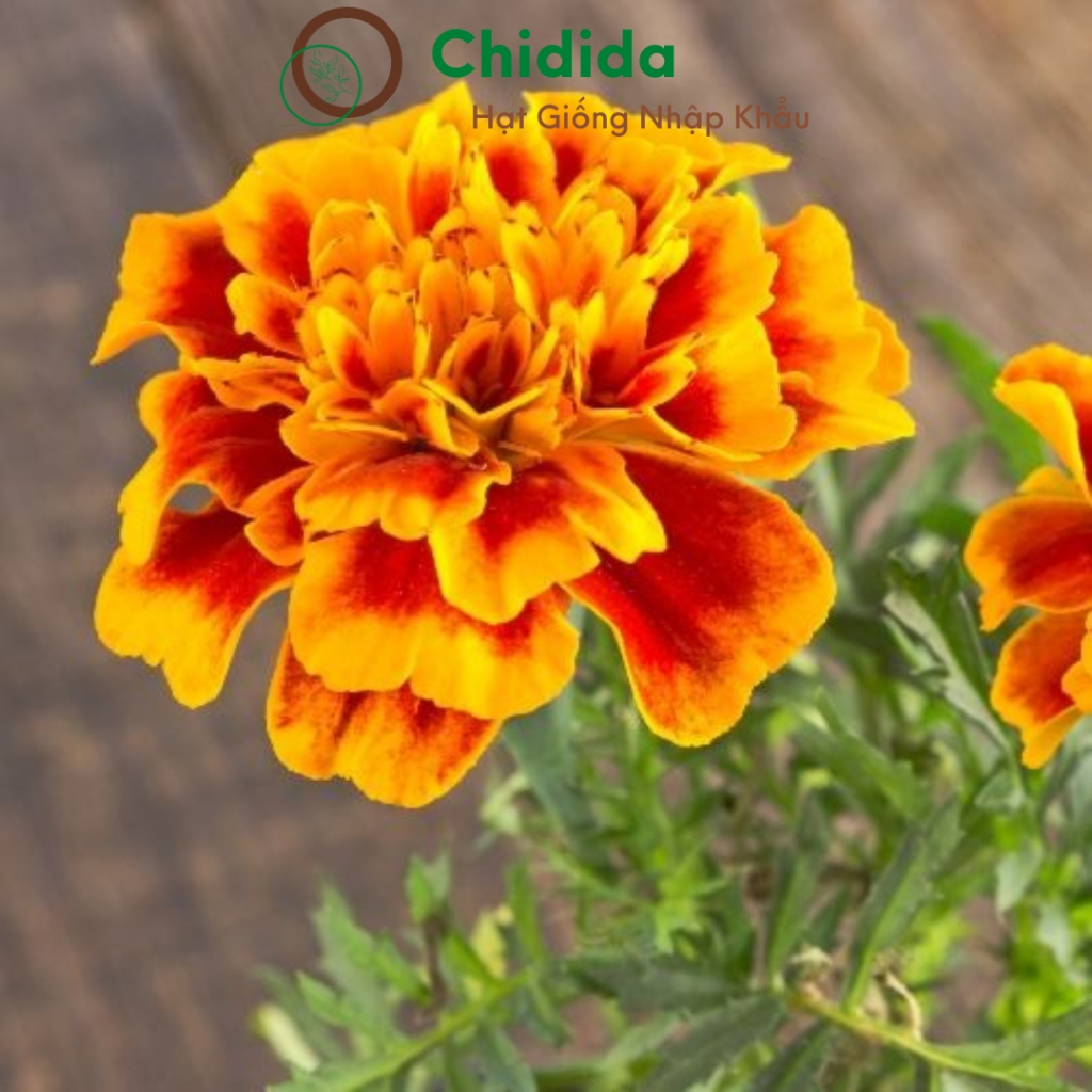 Hạt giống hoa vạn thọ pháp Chidida giống vạn thọ ban mai Thái Lan dễ trồng tỷ lệ nảy mầm cao gói 40 hạt