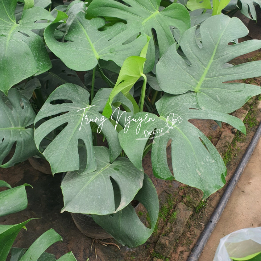 Cây trầu bà Nam Mỹ, cây trầu bà lá xẻ, cây montera