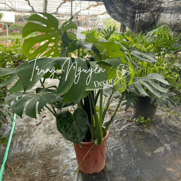 Cây trầu bà Nam Mỹ, cây trầu bà lá xẻ, cây montera