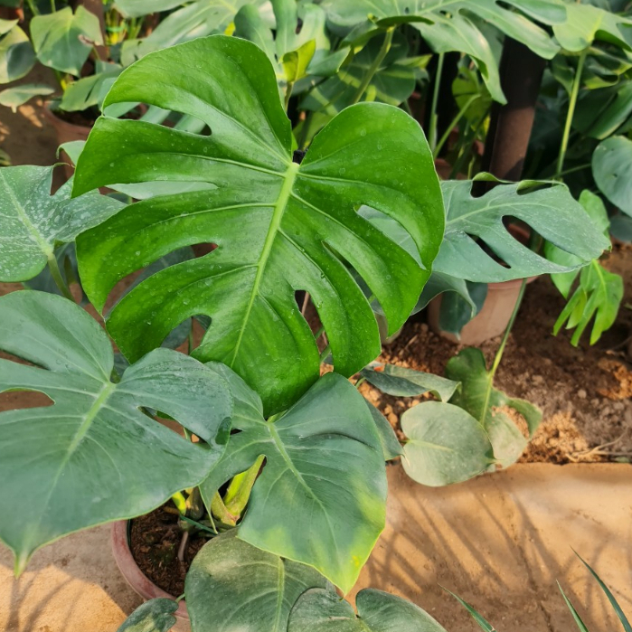 Cây trầu bà Nam Mỹ, cây trầu bà lá xẻ, cây montera