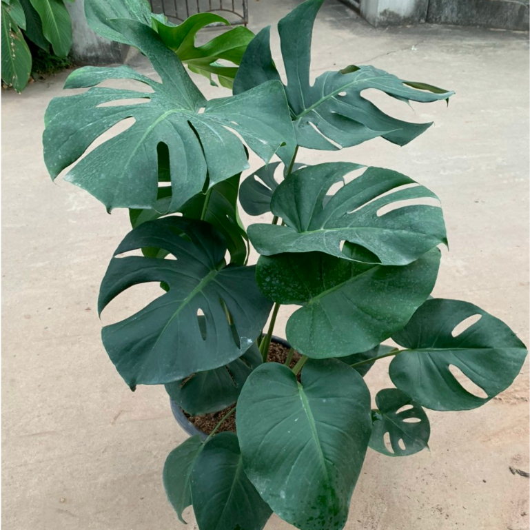 Cây trầu bà Nam Mỹ, cây trầu bà lá xẻ, cây montera