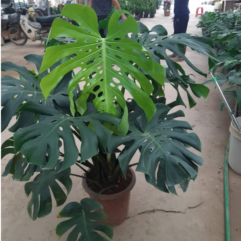 Cây trầu bà Nam Mỹ, cây trầu bà lá xẻ, cây montera