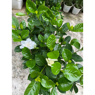 Cây bạch thiên hương