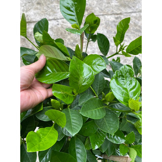 CÂY BẠCH THIÊN HƯƠNG ( cao 50-70cm)