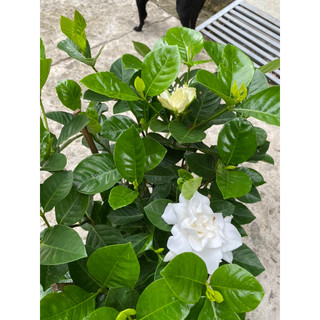 CÂY BẠCH THIÊN HƯƠNG ( cao 50-70cm)