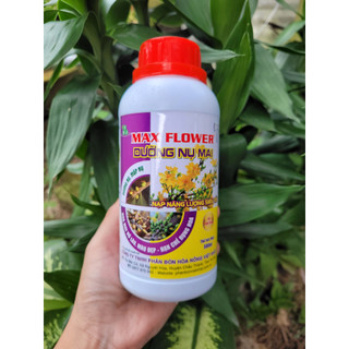 Phân bón lá max flower dưỡng nụ mai chai 500ml giúp mập và dưỡng nụ, bổ sung năng lượng cho cây mai sung