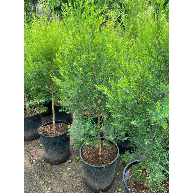 Tràm trà / Tea tree