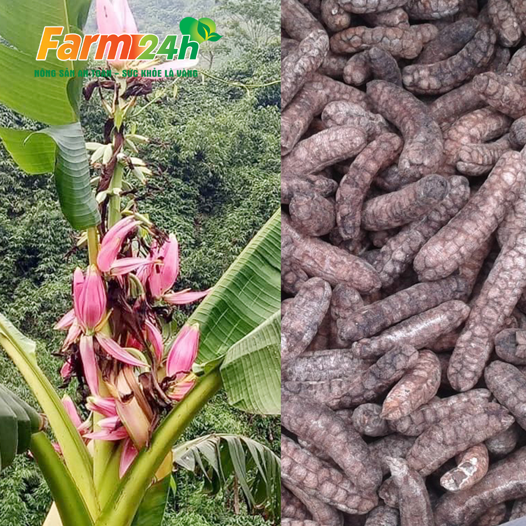 Chuối hột rừng chính hiệu, khô, sạch, thơm, giảm đau xương khớp, ngừa Gout, sỏi thận, đồ ngâm bồi bổ sức khỏe