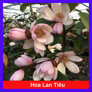 Cây hoa lan tiêu hoa thơm ngát - cây cảnh hoa thơm sân vườn