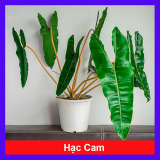 Cây Hạc Cam - Philodendron Billietiae đẹp quyến rũ. Cây cao 40cm như Video