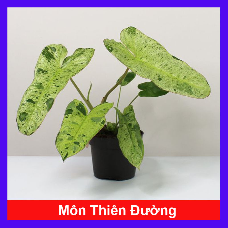 Philodendron Paraiso Verde ( Môn Thiên Đường Xanh ) cây cảnh đẹp trồng trong nhà, ngoài trời, trồng sân vườn, decor