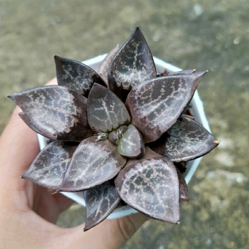 Haworthia, 7-8cm, ship cây rễ trần