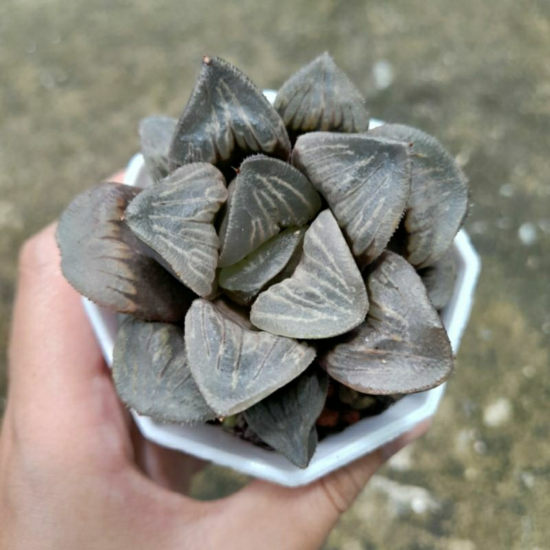 Haworthia, 7-8cm, ship cây rễ trần