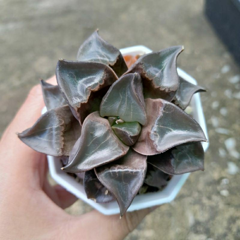 Haworthia, 7-8cm, ship cây rễ trần