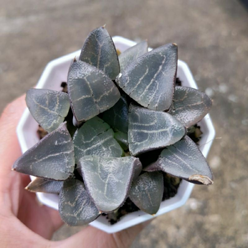Haworthia, 7-8cm, ship cây rễ trần