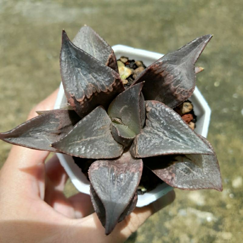 Haworthia, 7-8cm, ship cây rễ trần