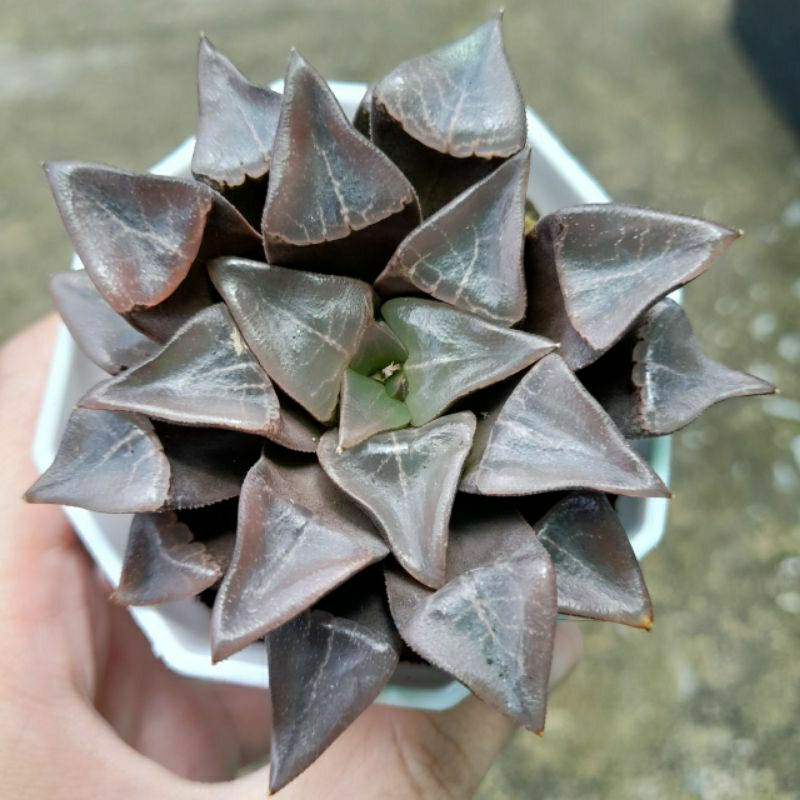 Haworthia, 7-8cm, ship cây rễ trần
