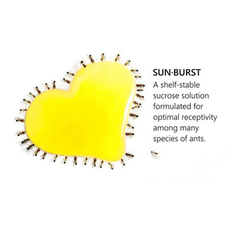 Nước mật SUNBURST ANT NECTAR BYFORMICA ANT PRODUCTS
