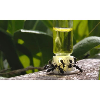 Nước mật SUNBURST ANT NECTAR BYFORMICA ANT PRODUCTS