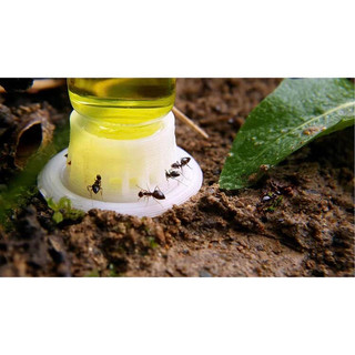 Nước mật SUNBURST ANT NECTAR BYFORMICA ANT PRODUCTS
